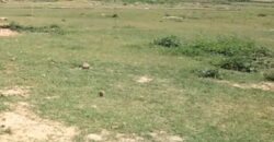 12.5 Kanal Vacant Land, Kallar Kahar Chakwal Road