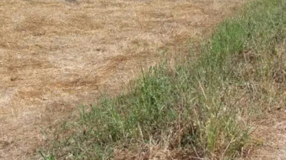 12.5 Kanal Vacant Land, Kallar Kahar Chakwal Road